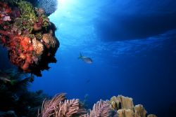 We had near perfect conditions while diving in Key Largo.... by Robyn Churchill 